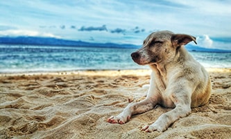Hund liegend am Strand
