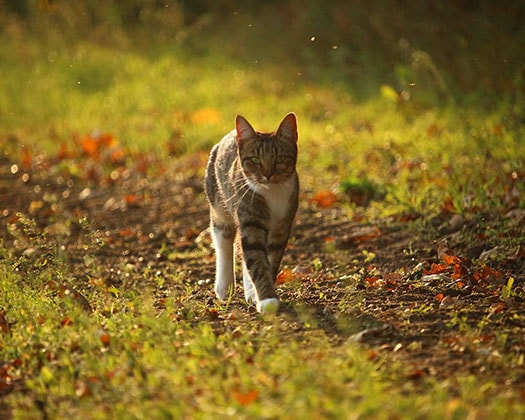 Katze Herbst draußen