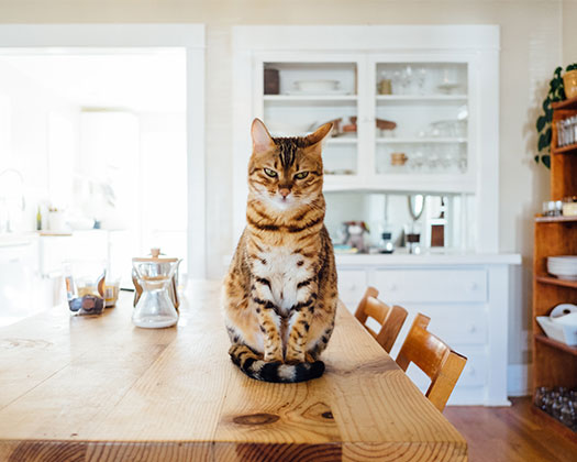 Katze stehend auf Esstisch